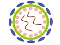 Platinum Retroviral Expression System, Ecotropic